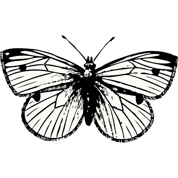 Moth PNG    图片编号:106040