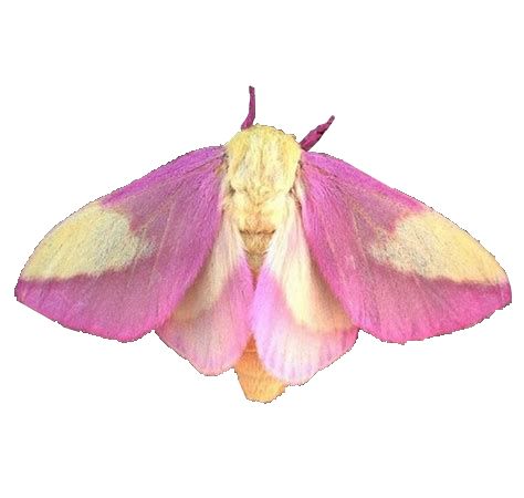 Moth PNG    图片编号:106041