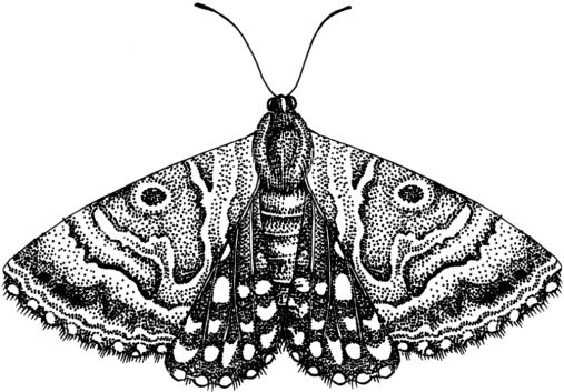 Moth PNG    图片编号:106043