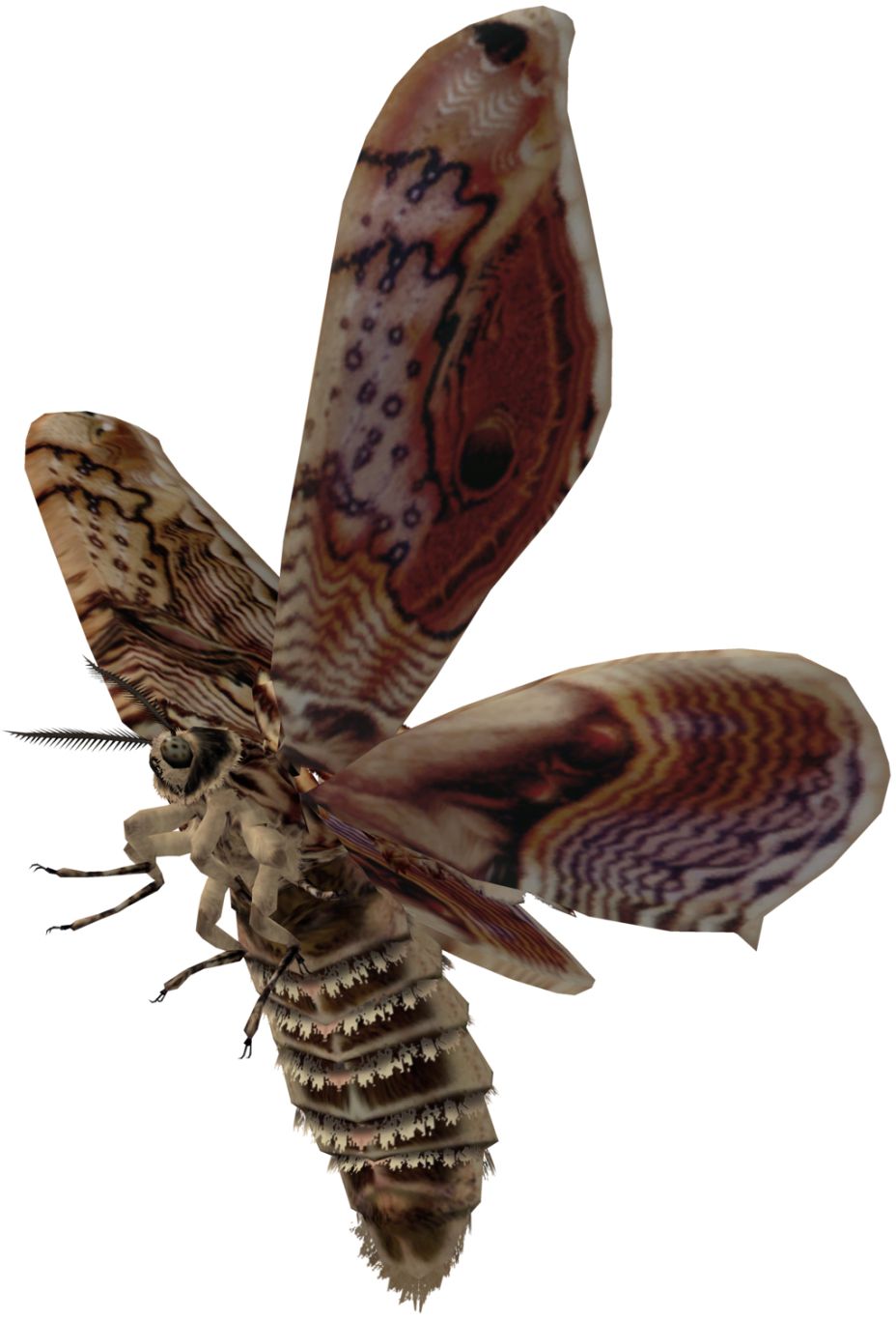 Moth PNG    图片编号:106044