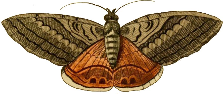Moth PNG    图片编号:106048
