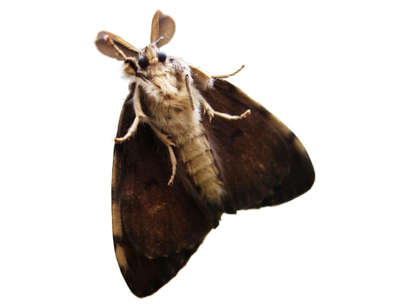 Moth PNG    图片编号:106052