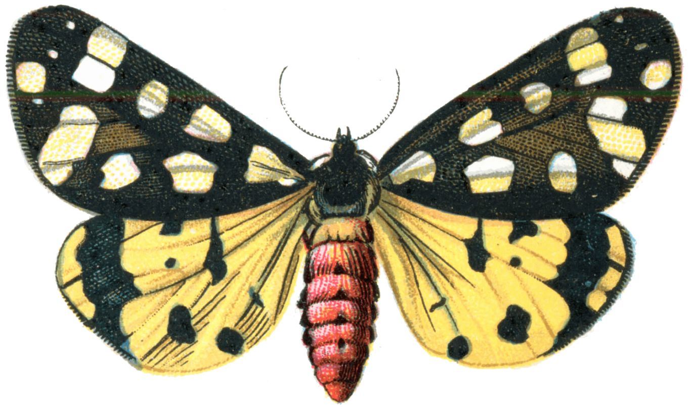 Moth PNG    图片编号:106053