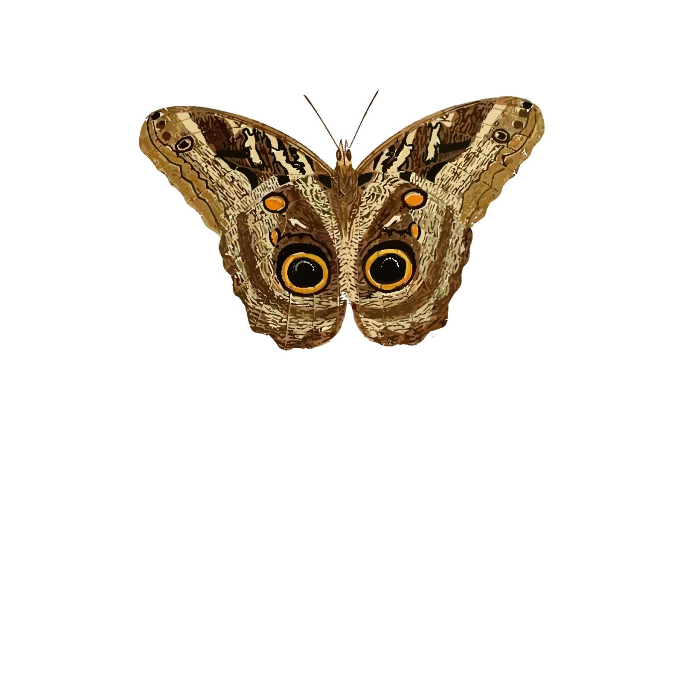 Moth PNG    图片编号:106055