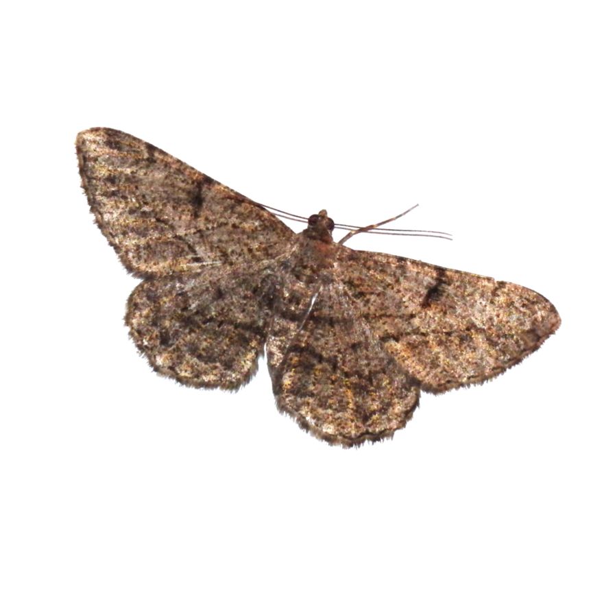 Moth PNG    图片编号:106057