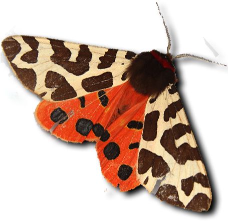 Moth PNG    图片编号:106059
