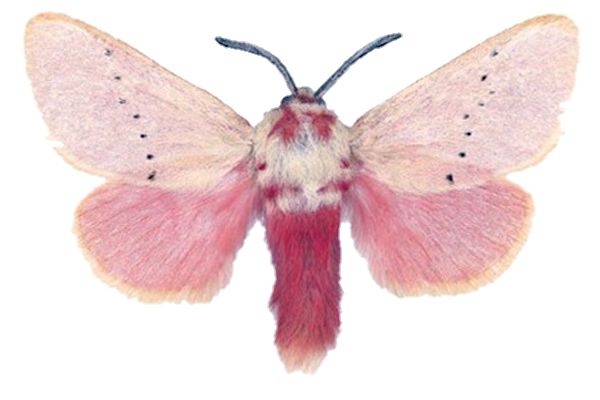 Moth PNG    图片编号:106062