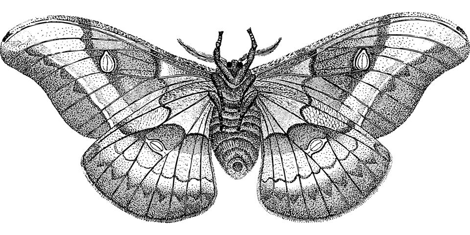 Moth PNG    图片编号:106063