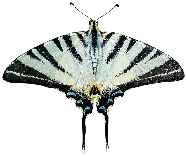 Moth PNG    图片编号:106064