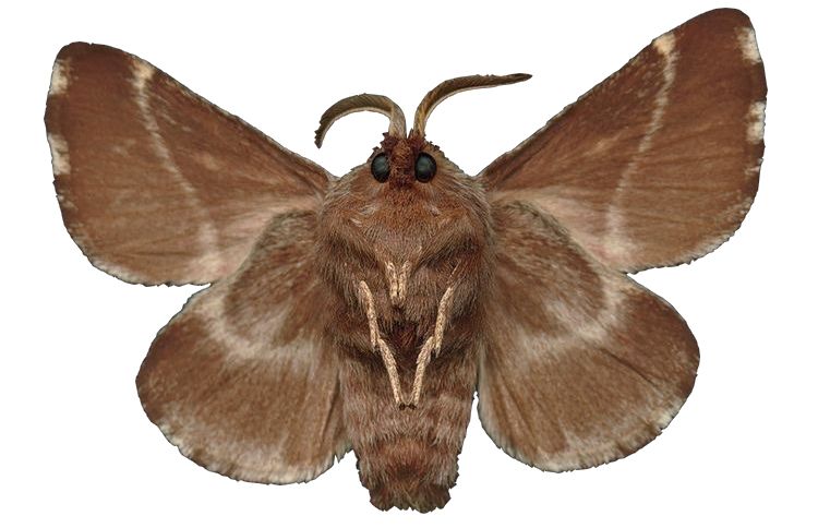 Moth PNG    图片编号:106065
