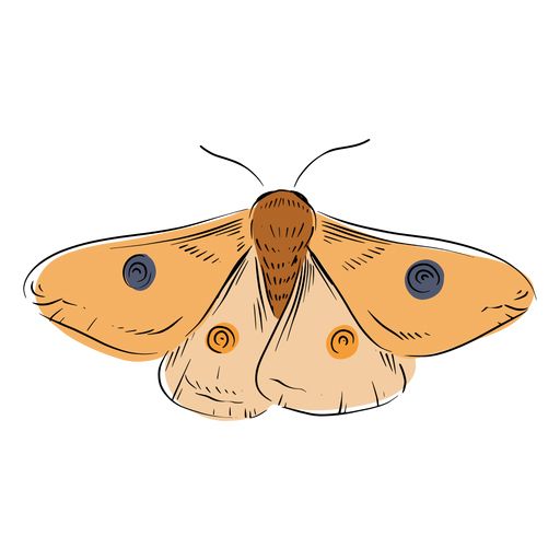 Moth PNG    图片编号:106066