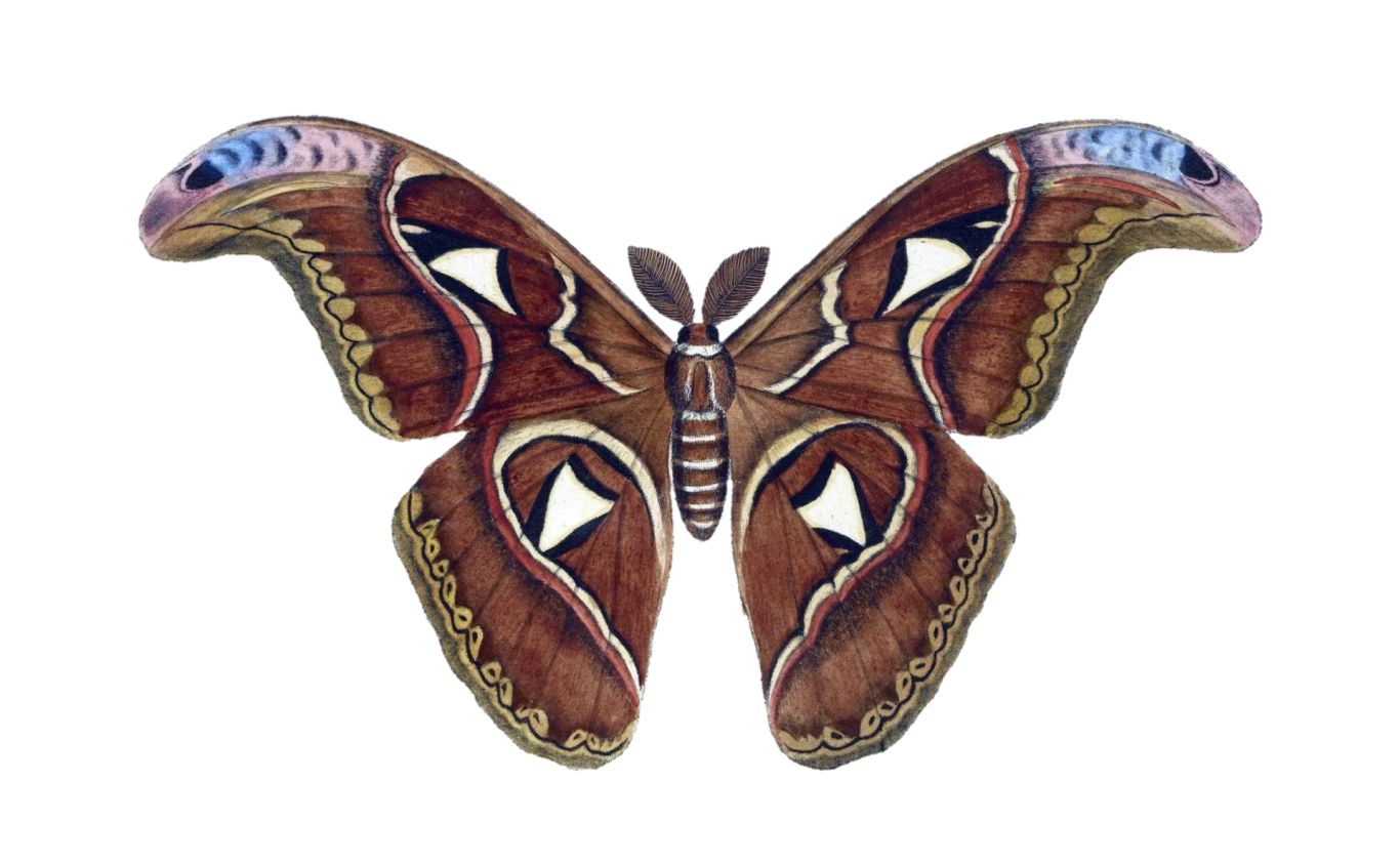 Moth PNG    图片编号:106067