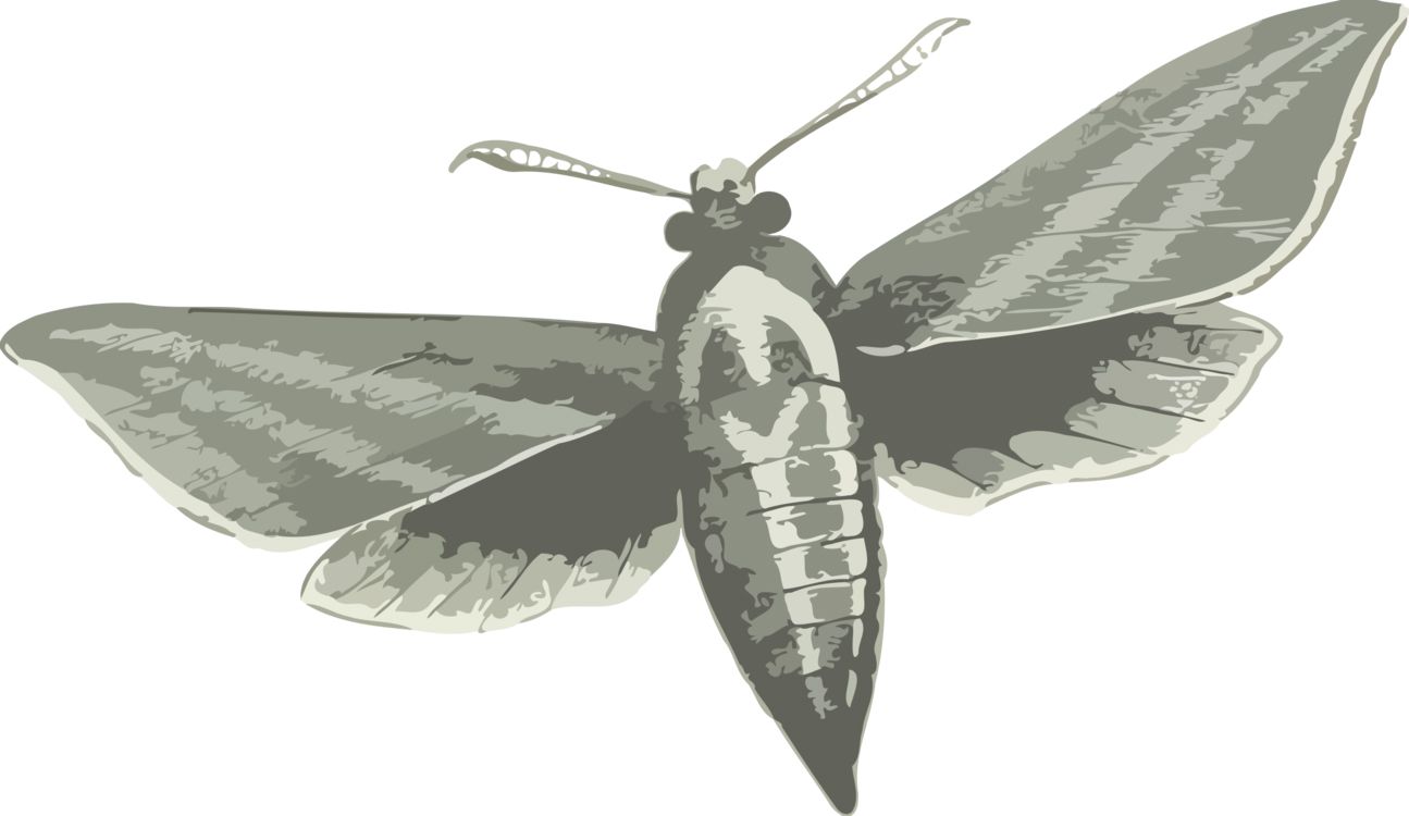 Moth PNG    图片编号:106068
