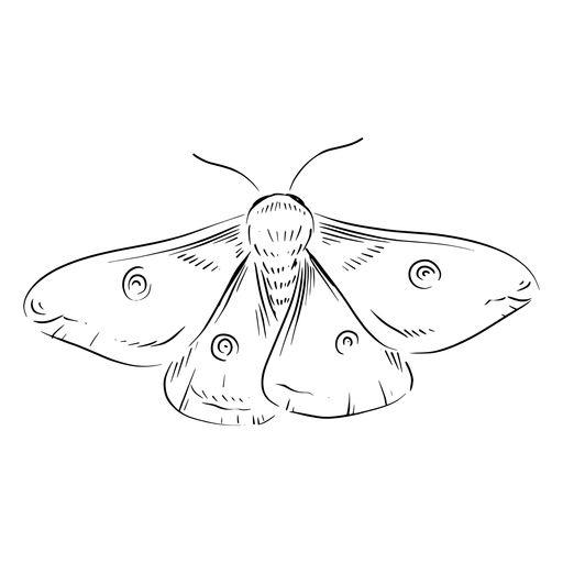 Moth PNG    图片编号:106069