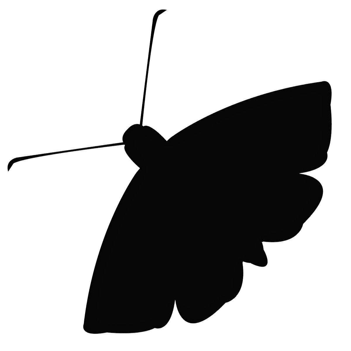 Moth PNG    图片编号:106071