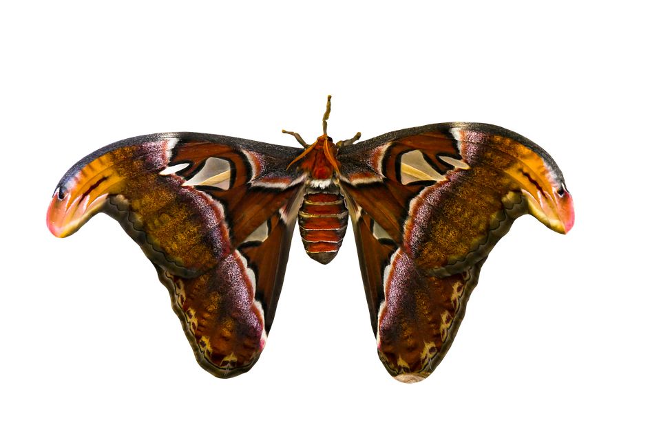 Moth PNG    图片编号:106073