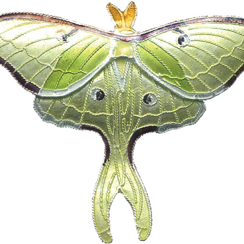 Moth PNG    图片编号:106074