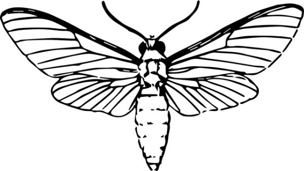 Moth PNG    图片编号:106075