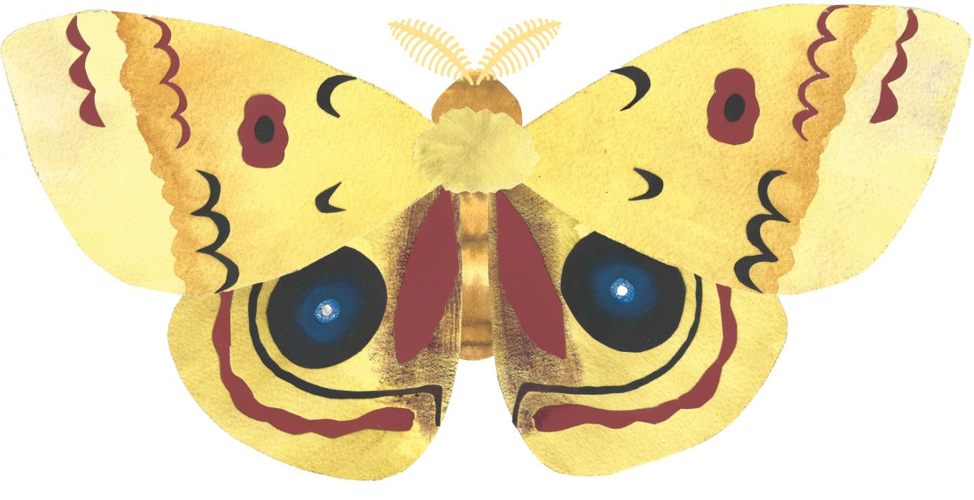 Moth PNG    图片编号:106031
