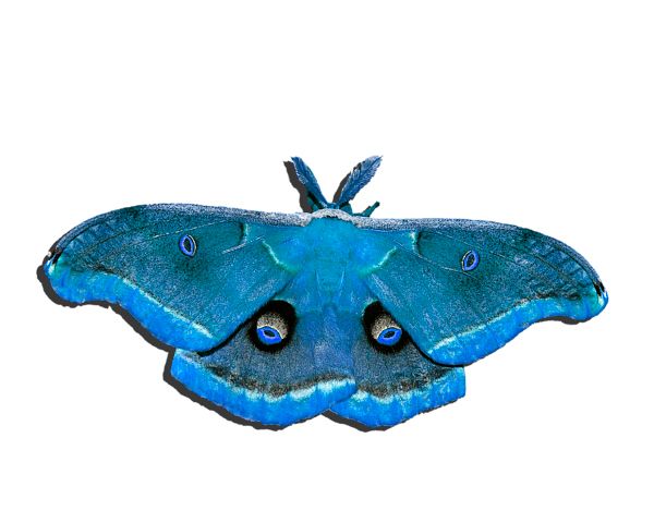 Moth PNG    图片编号:106076