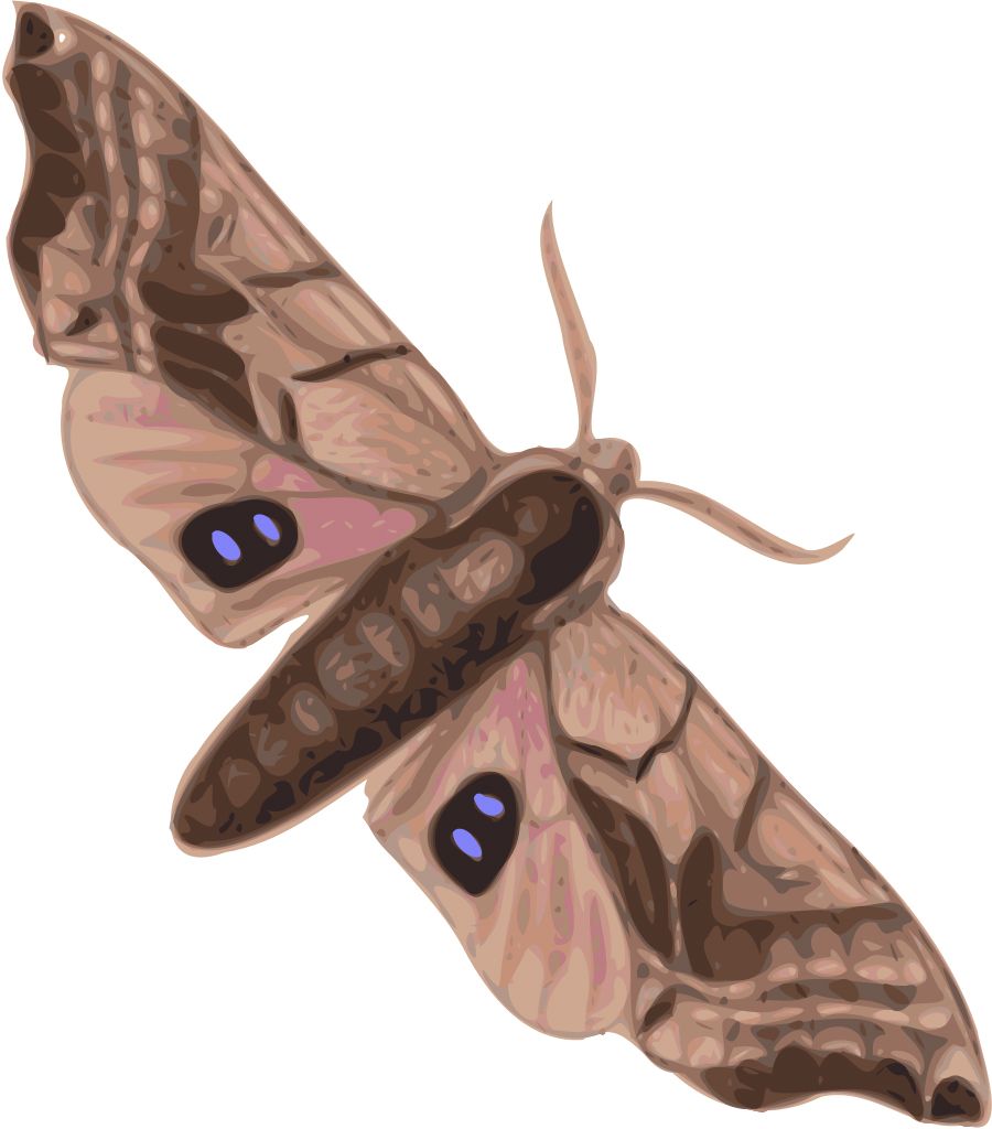 Moth PNG    图片编号:106077