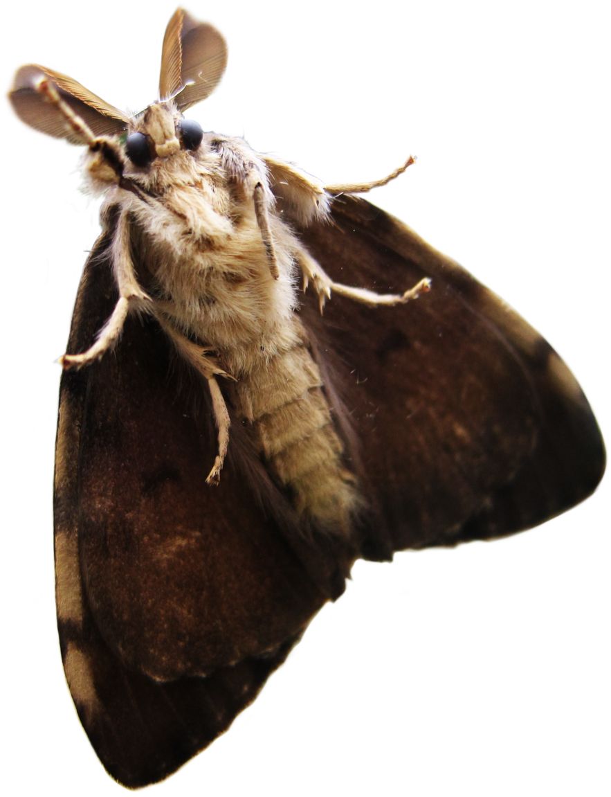 Moth PNG    图片编号:106079