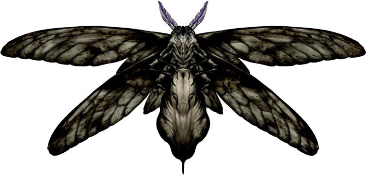 Moth PNG    图片编号:106080