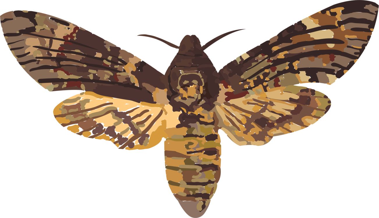 Moth PNG    图片编号:106081
