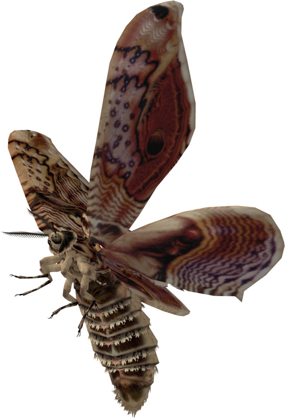 Moth PNG    图片编号:106083
