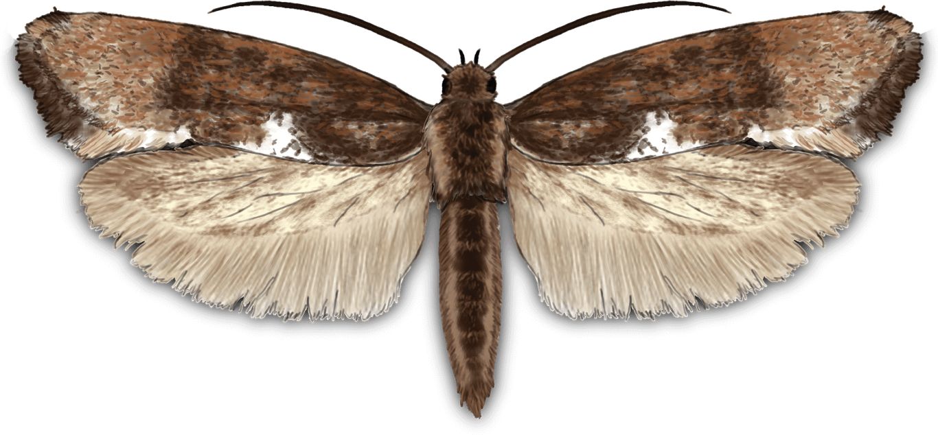 Moth PNG    图片编号:106084