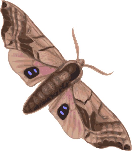 Moth PNG    图片编号:106085