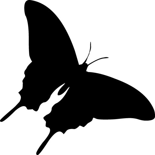 Moth PNG    图片编号:106032