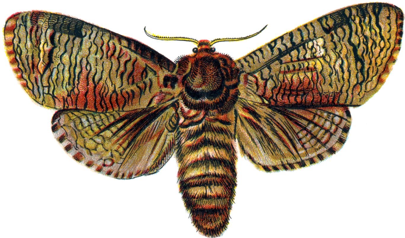 Moth PNG    图片编号:106087