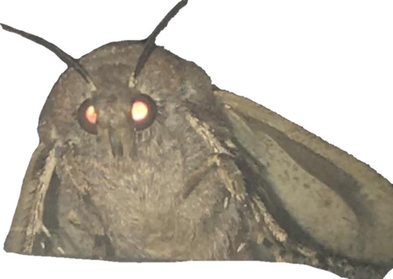 Moth PNG    图片编号:106089