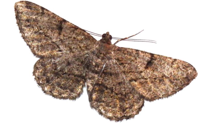 Moth PNG    图片编号:106090