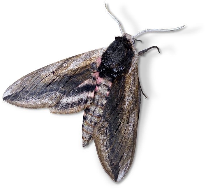 Moth PNG    图片编号:106092