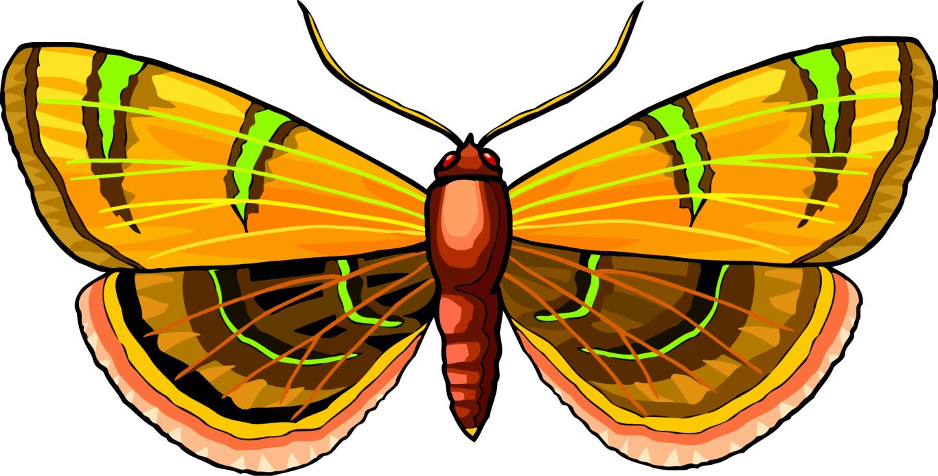 Moth PNG    图片编号:106093