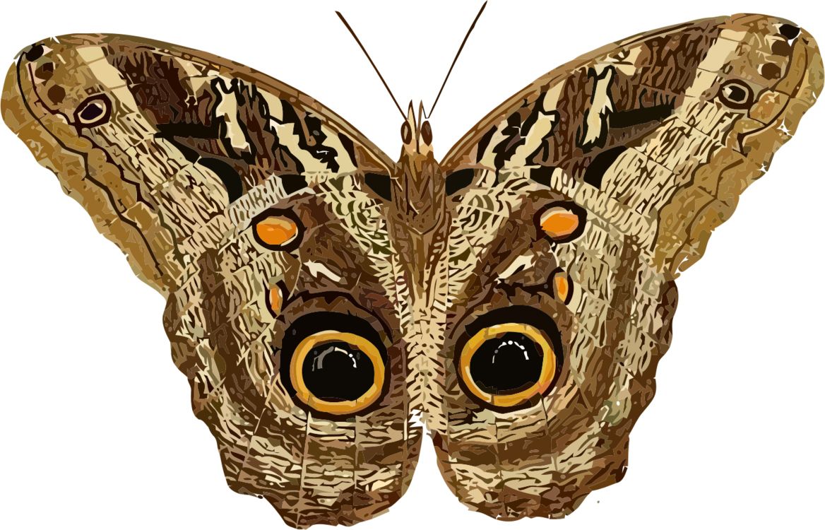 Moth PNG    图片编号:106094