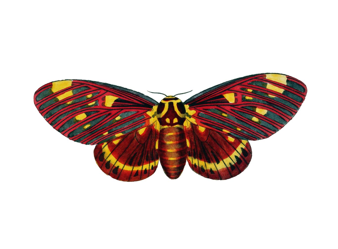 Moth PNG    图片编号:106033