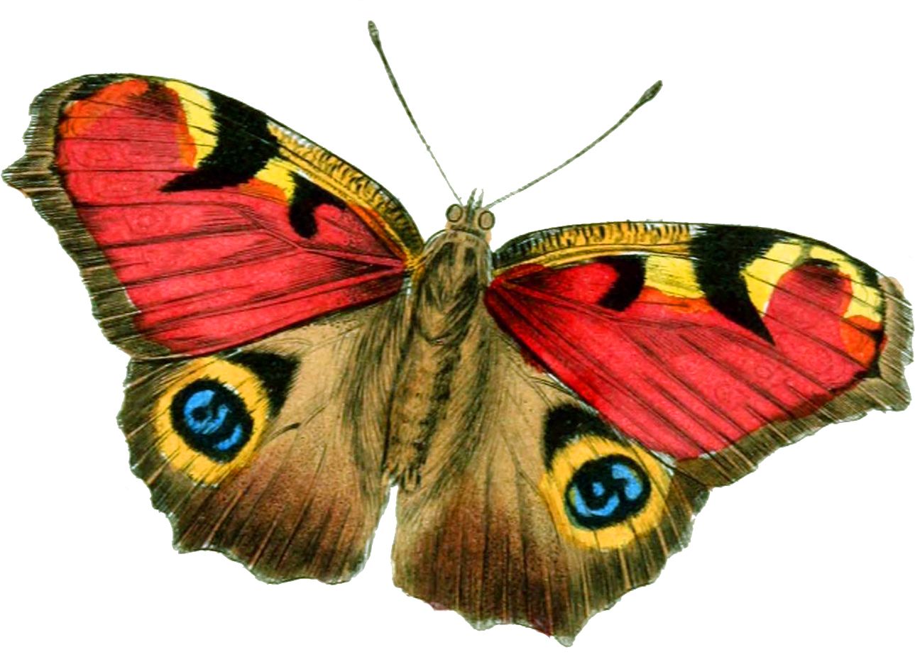 Moth PNG    图片编号:106096