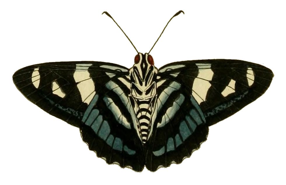 Moth PNG    图片编号:106097