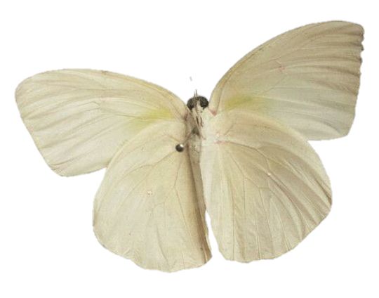 Moth PNG    图片编号:106034
