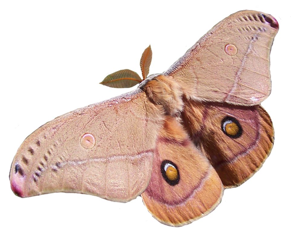 Moth PNG    图片编号:106035