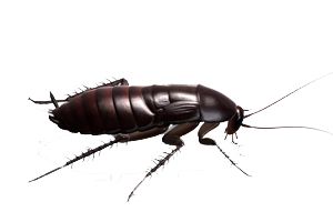 Roach PNG    图片编号:12140