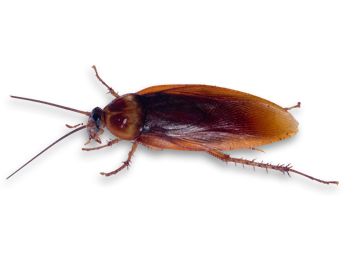 Roach PNG    图片编号:12145