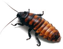 Roach PNG    图片编号:12159