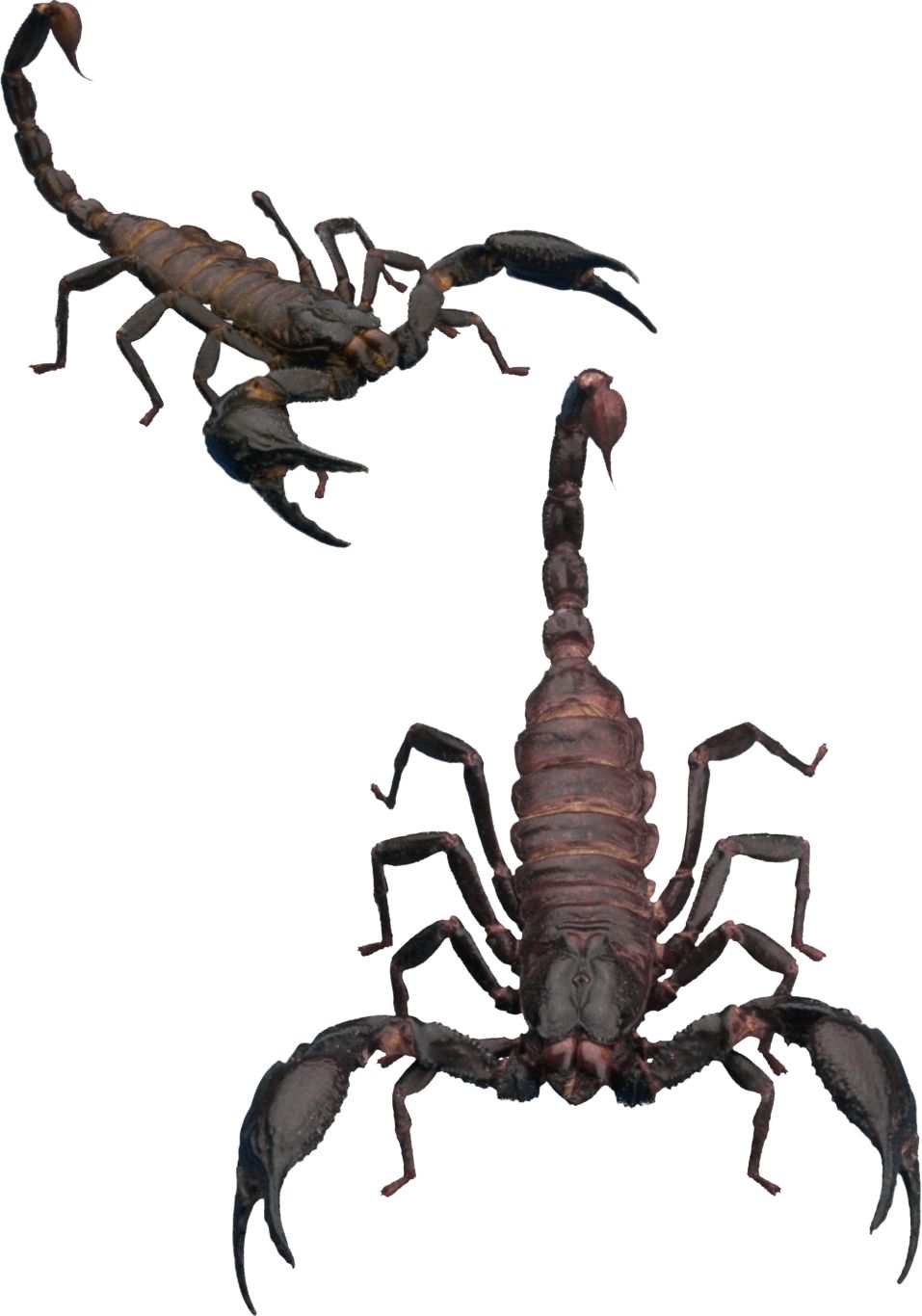 Scorpion PNG    图片编号:12113