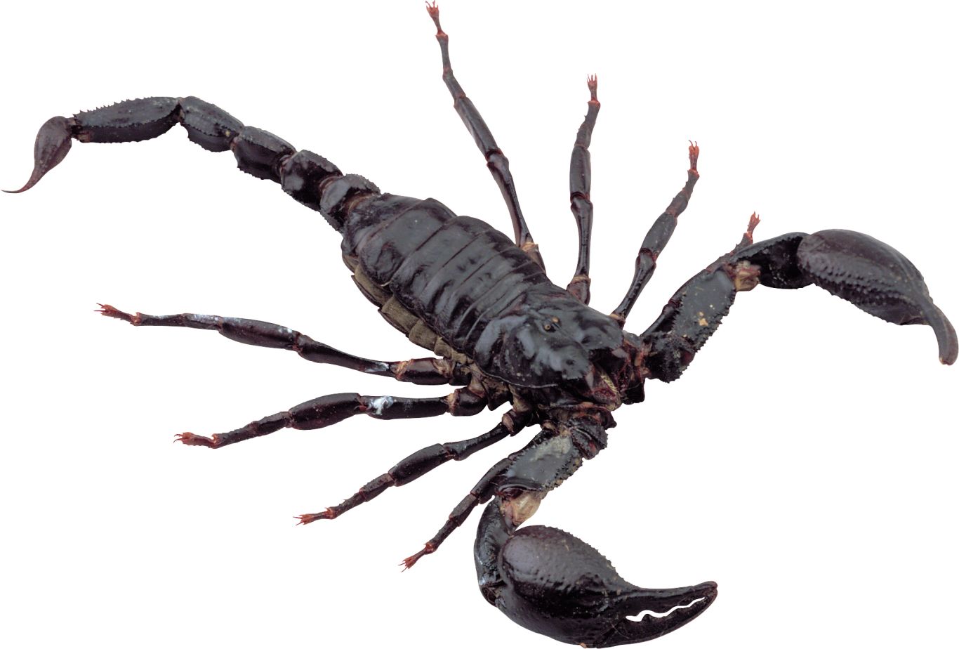 Scorpion PNG    图片编号:12114