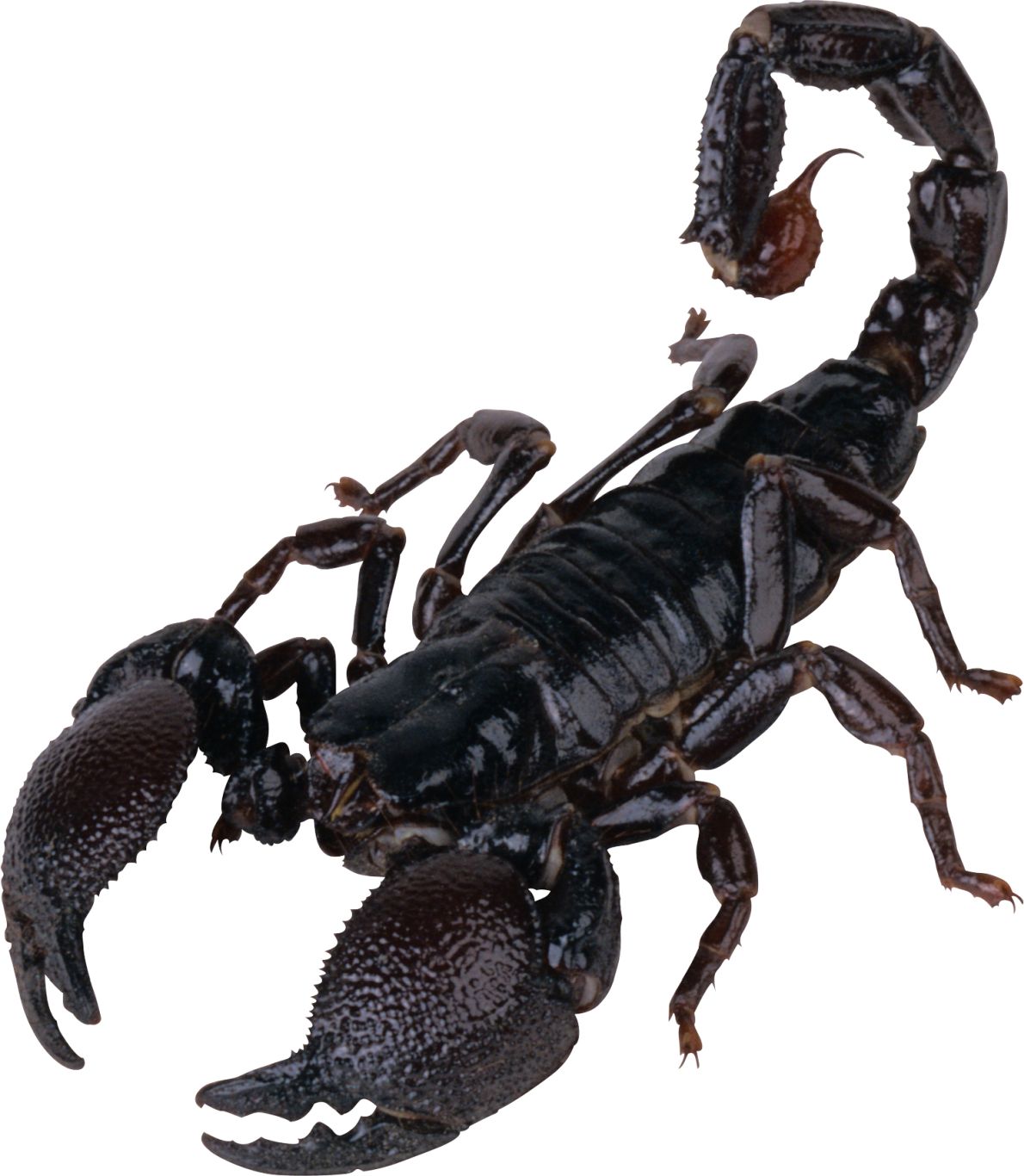 Scorpion PNG    图片编号:12115