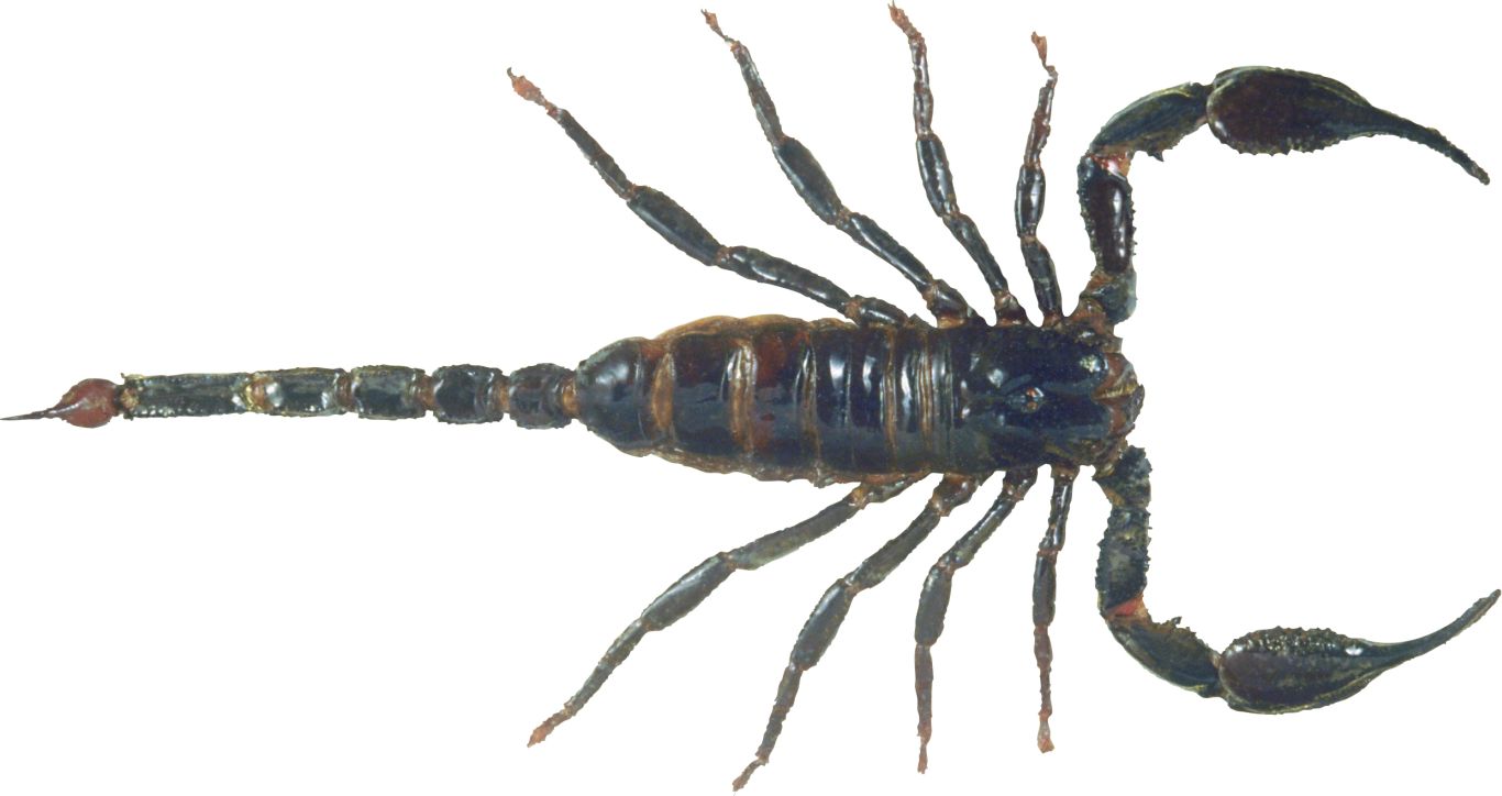 Scorpion PNG    图片编号:12116